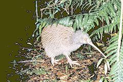 Kiwi - fugl